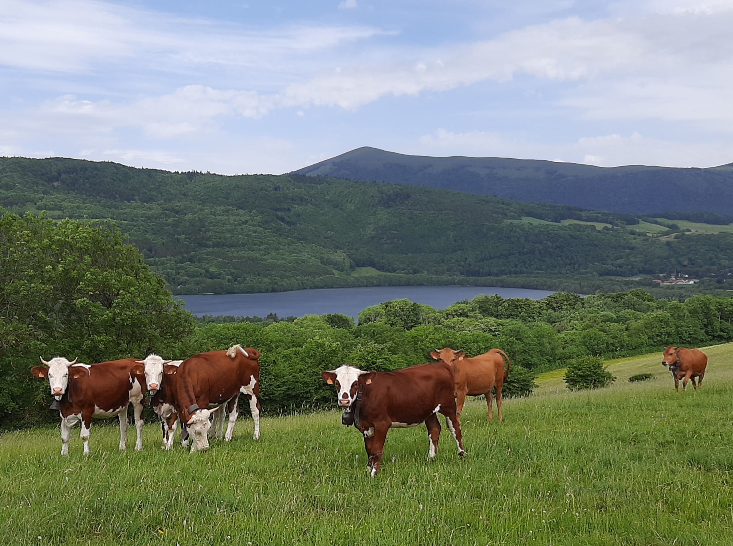 Troupeau GAEC Normand